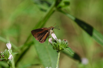 Dukes' Skipper